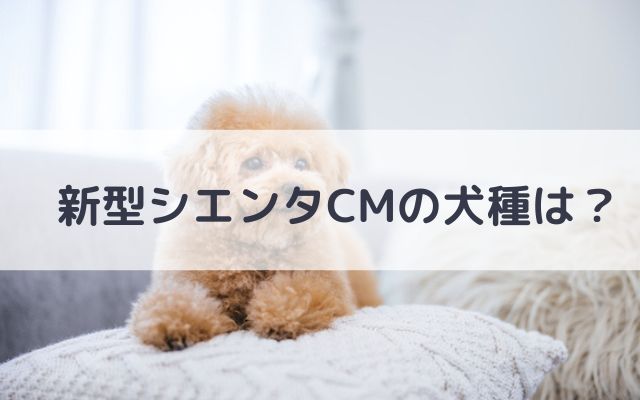 新型シエンタcmの犬種は 長十桜君のプロフィールも気になる いろどり